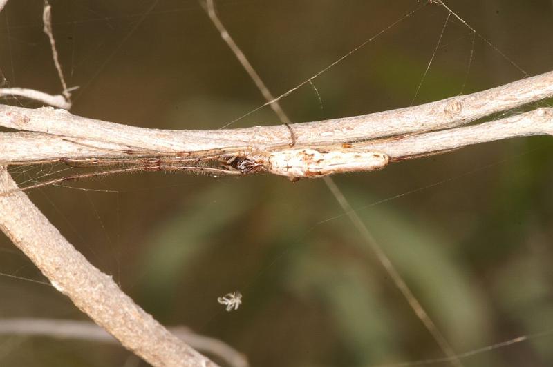 Tetragnatha_demissa_D4200_Z_86_Alexandra hills Brisbane_Australie.jpg